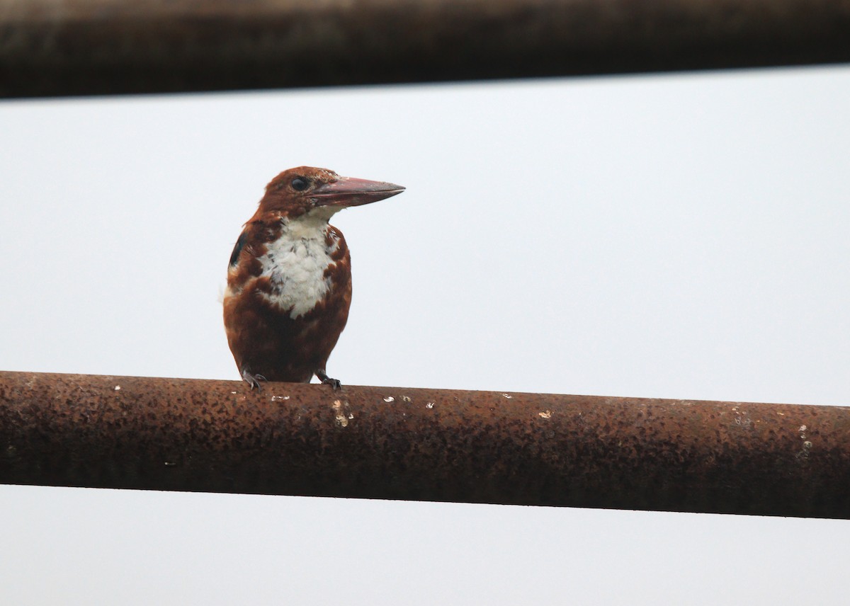 White-throated Kingfisher - Nishant Sharma Parajuli