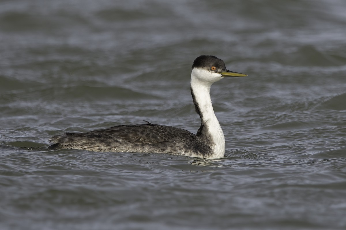 Western Grebe - Cam Nikkel