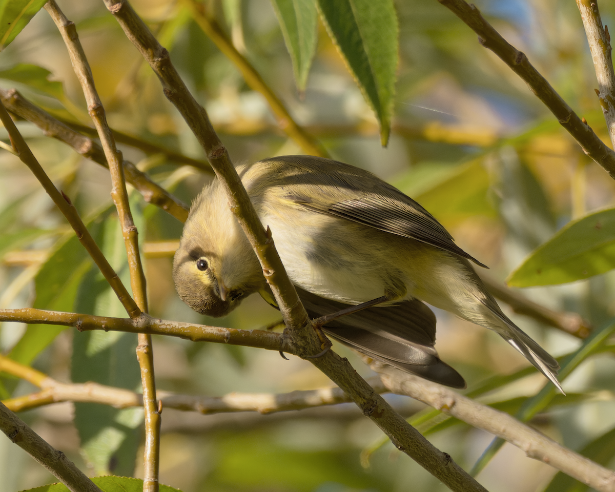 Mosquitero Común/Ibérico - ML501061331