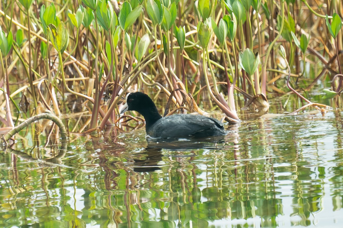 Slate-colored Coot - ML501061861