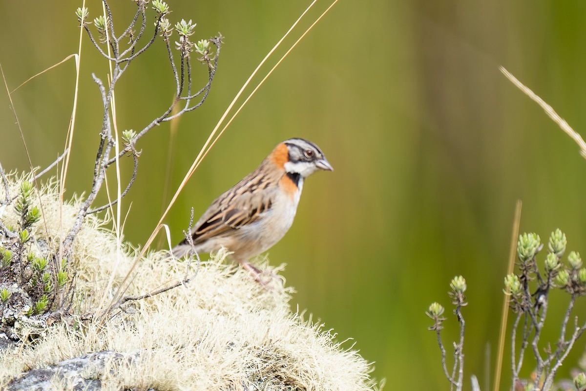 Rufous-collared Sparrow - ML501062071