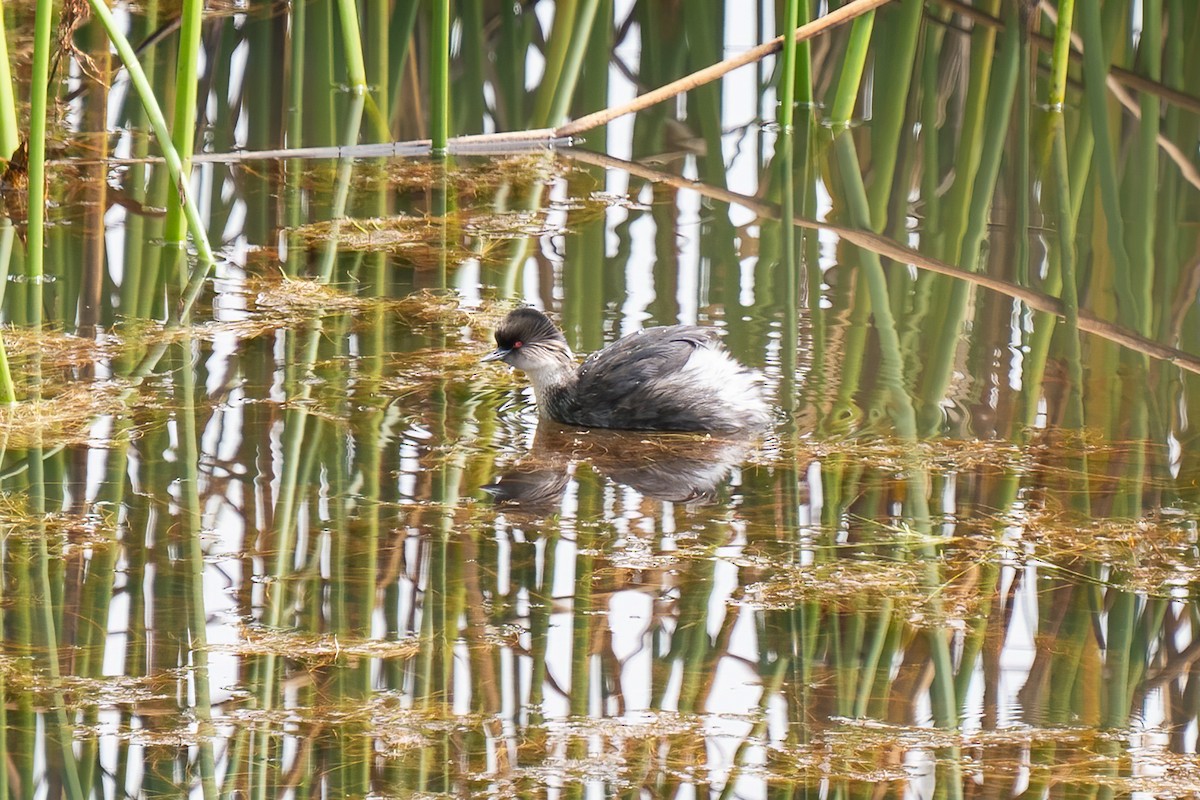 Silvery Grebe - ML501062161