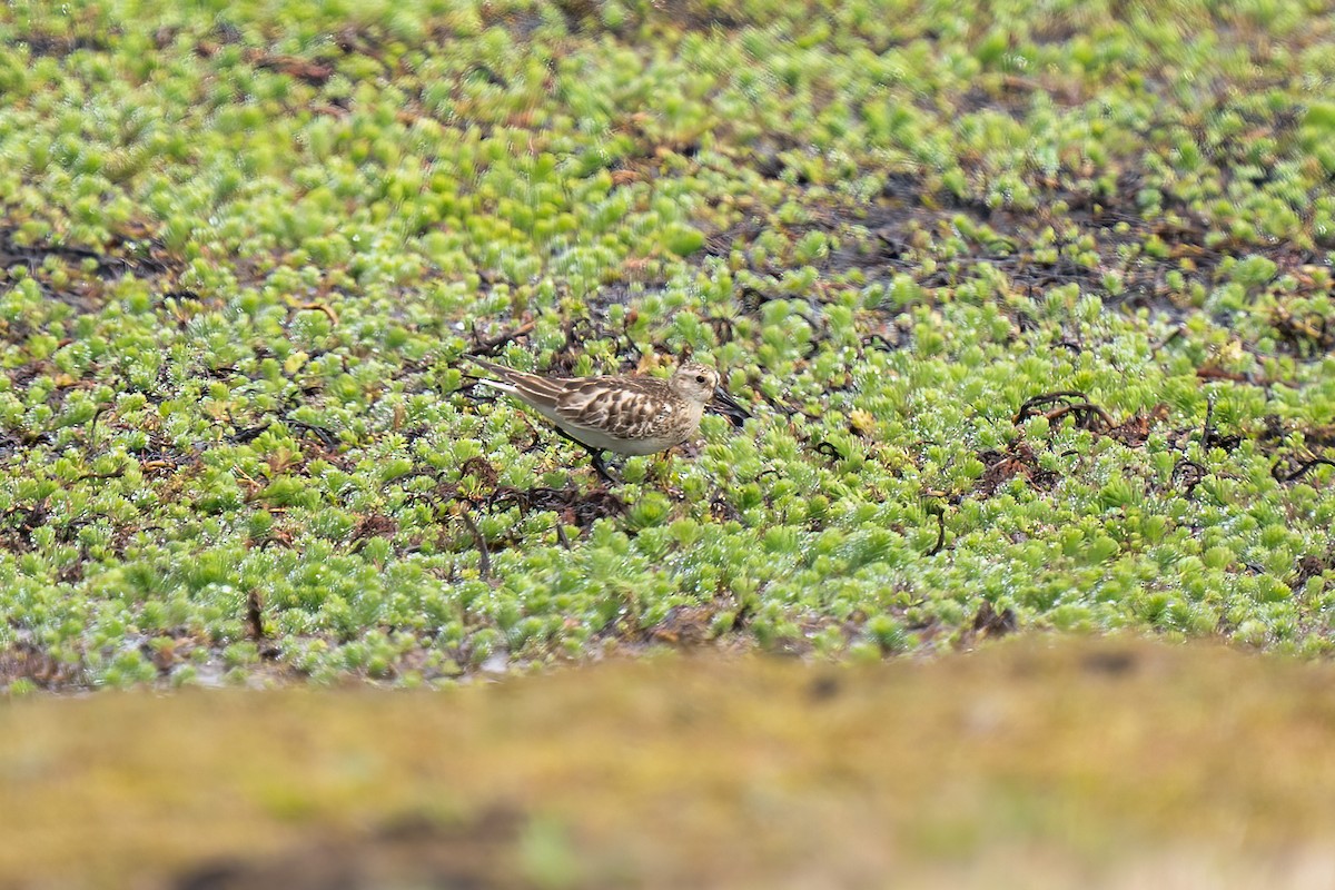 Baird's Sandpiper - ML501062671