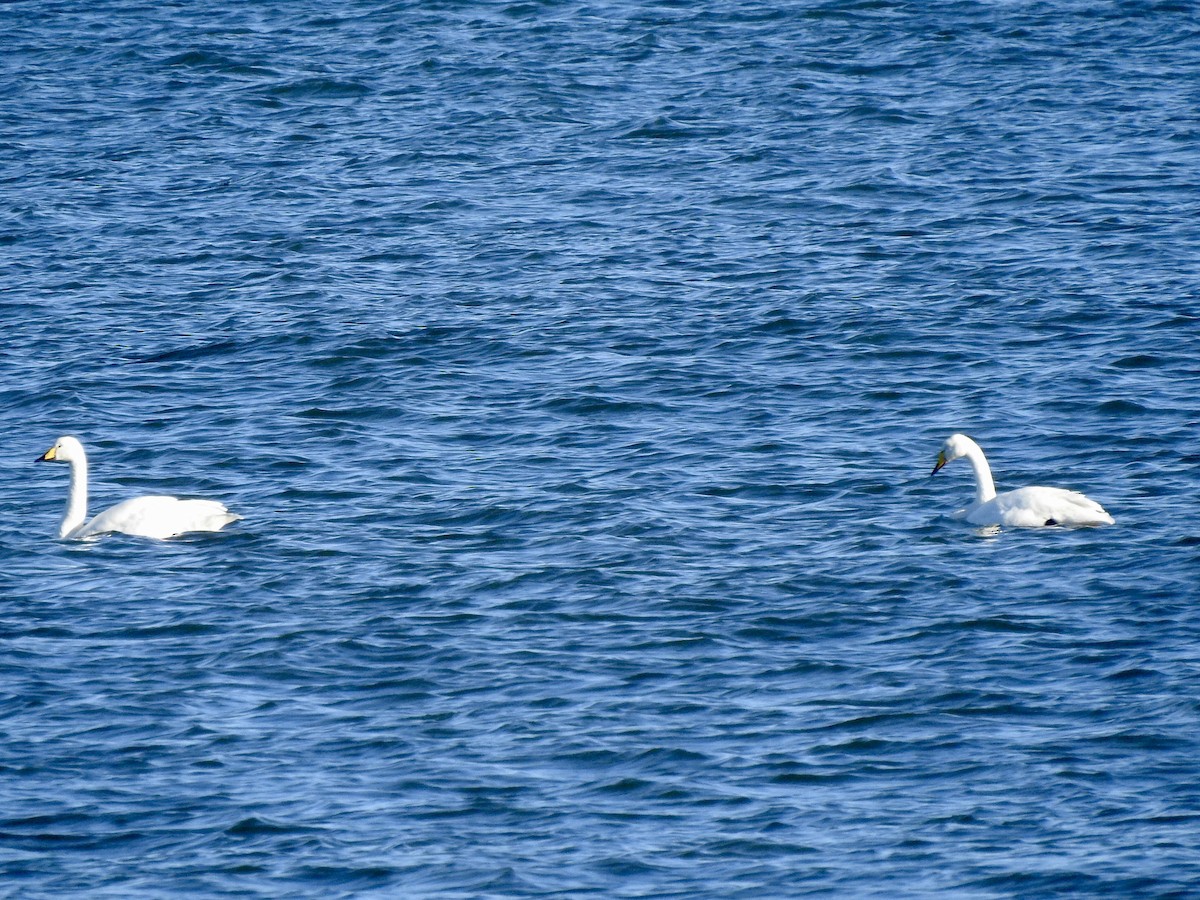 Whooper Swan - ML501063251