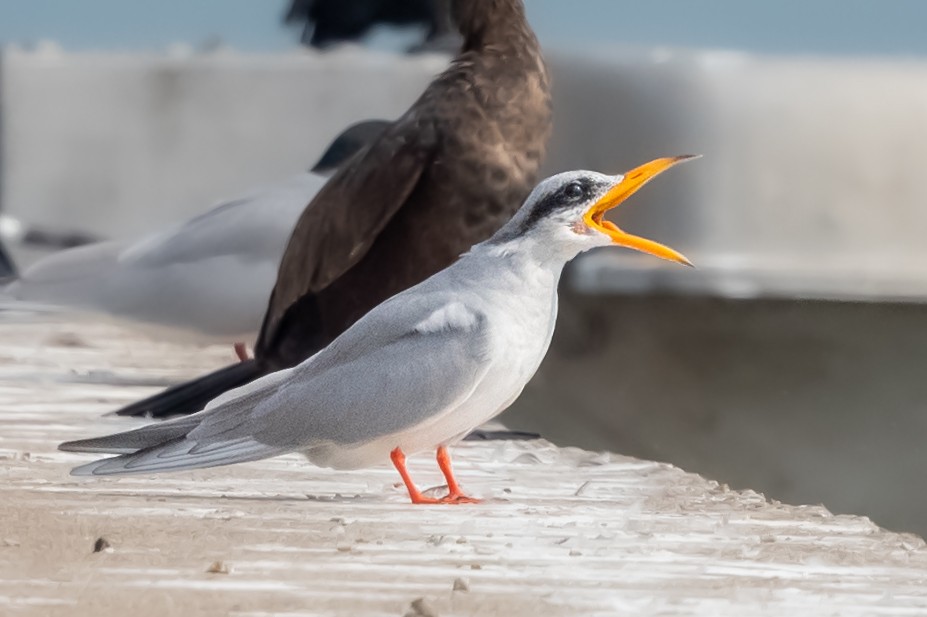 River Tern - Vivek Saggar