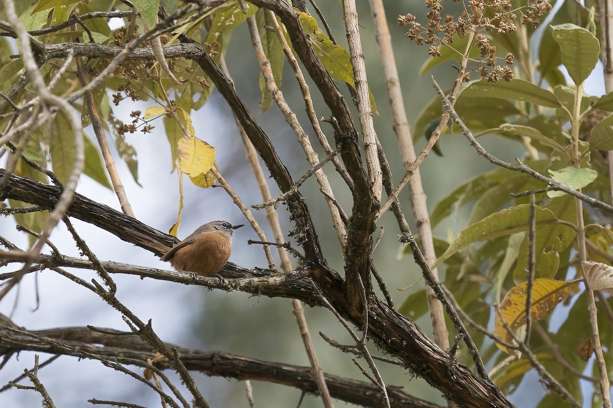 Russet-bellied Spinetail - Paul Beerman