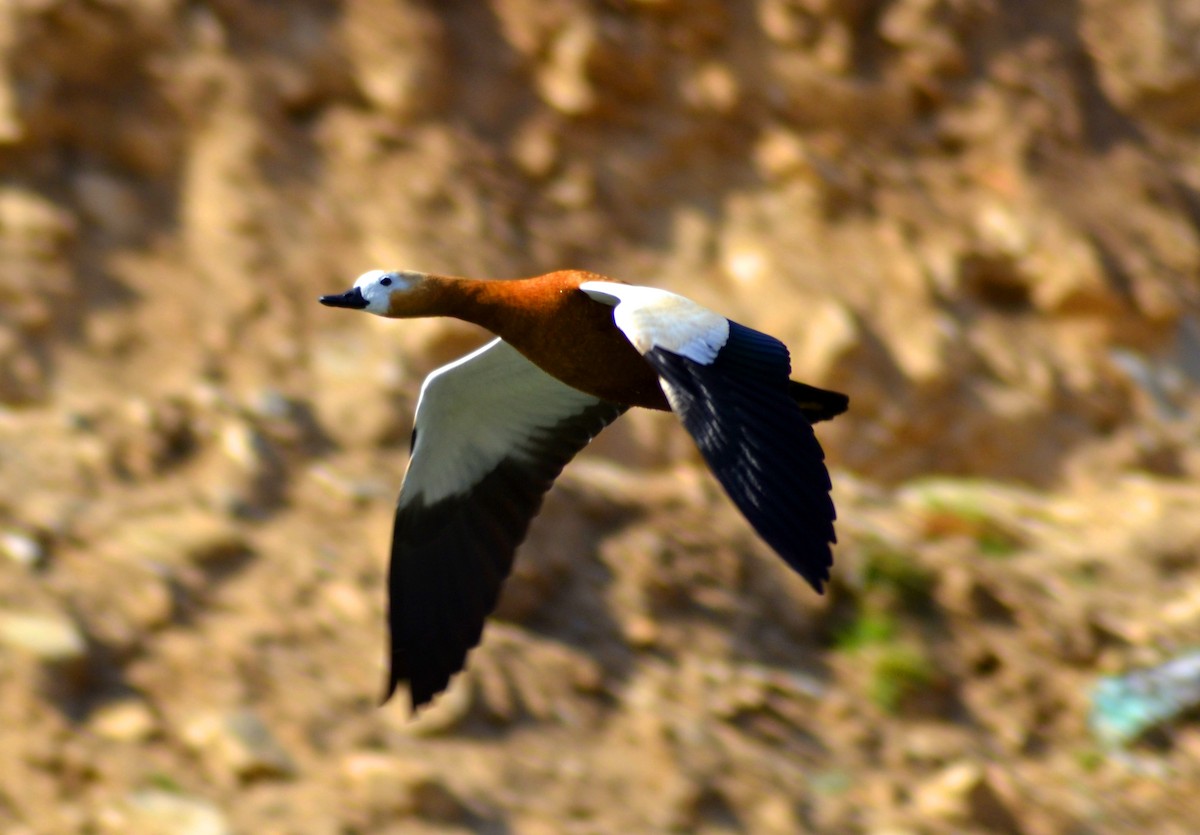 Ruddy Shelduck - Tshering Tobgay