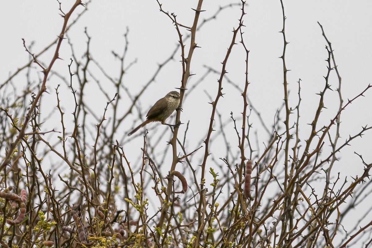 Necklaced Spinetail (La Libertad) - ML501066341