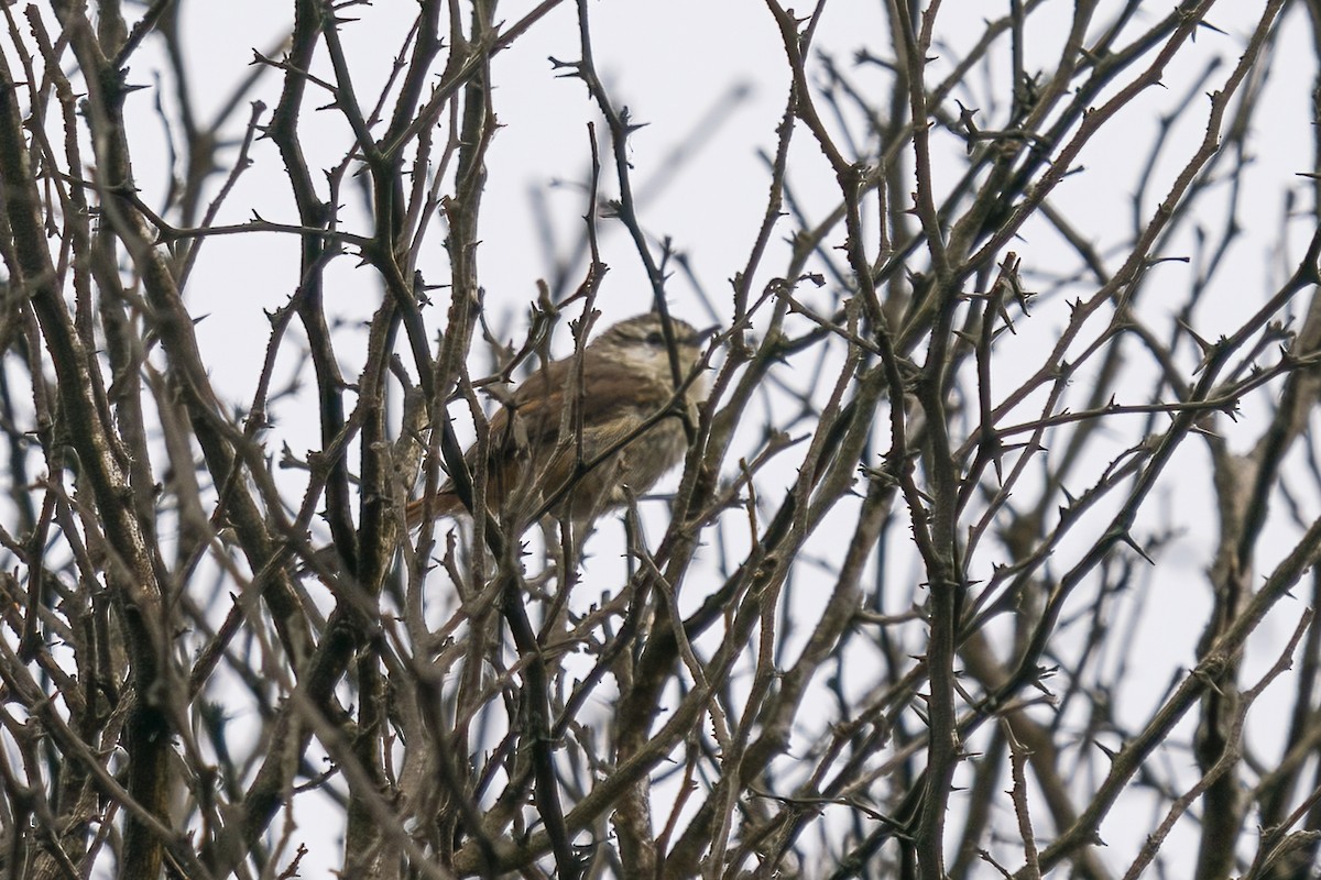 Necklaced Spinetail (La Libertad) - ML501066491