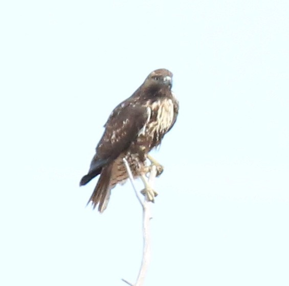 Red-tailed Hawk - ML501066701