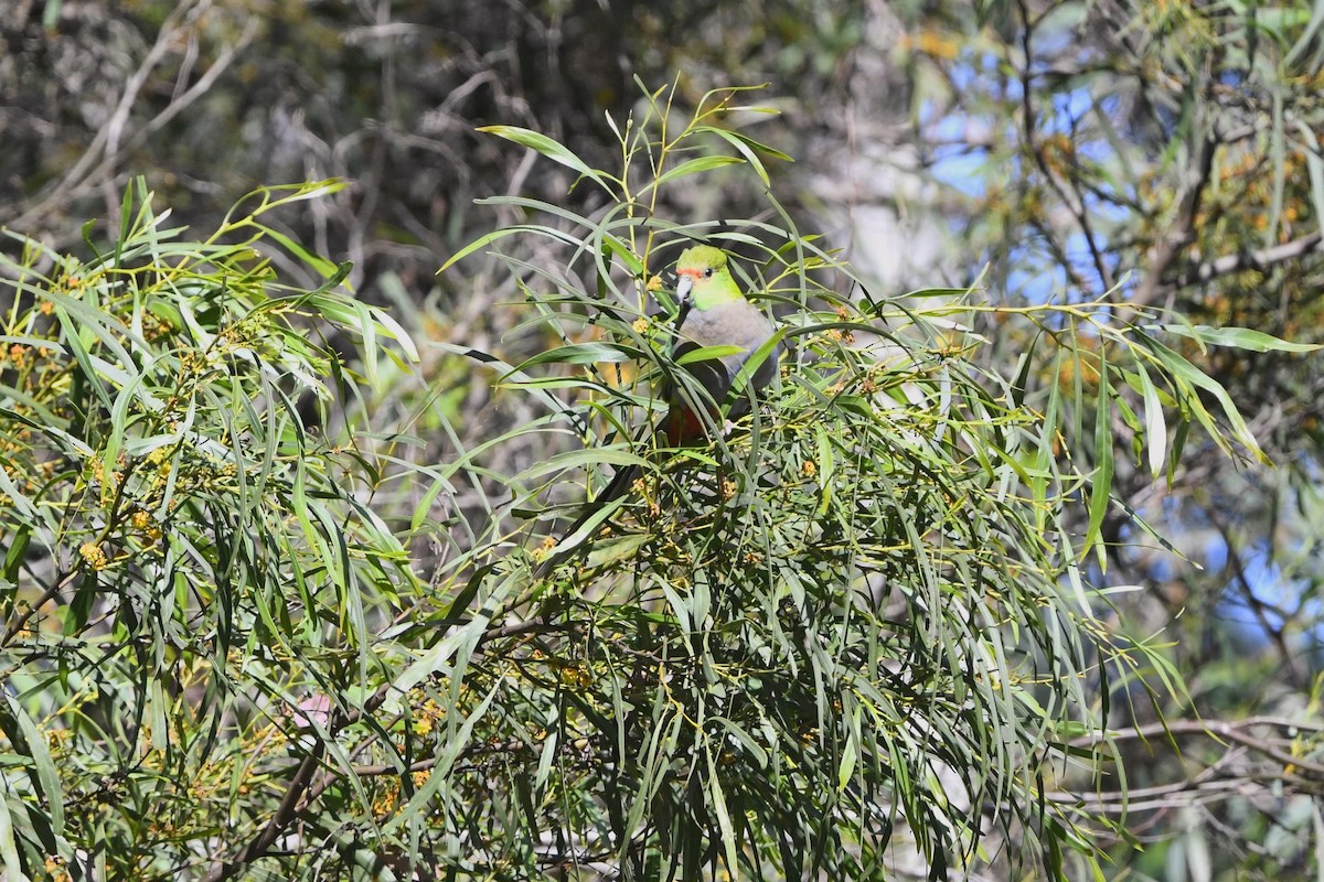 Red-capped Parrot - ML501066731