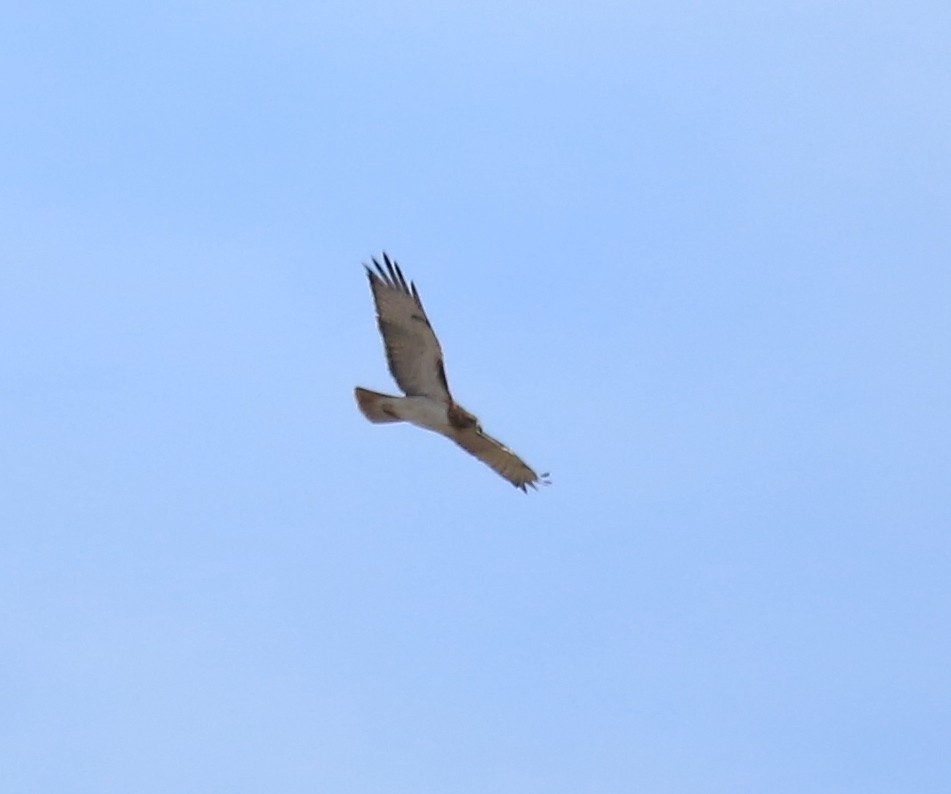 Red-tailed Hawk - ML501067311