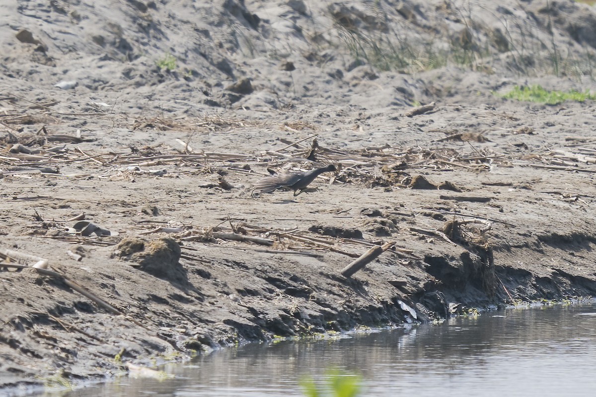 Common Gallinule - ML501067931