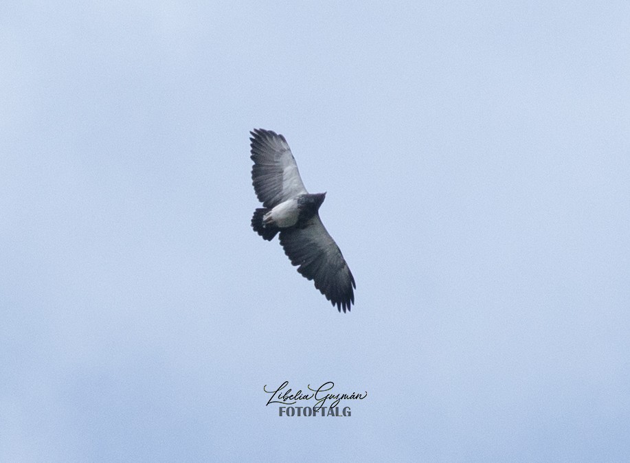 Black-chested Buzzard-Eagle - ML501068071