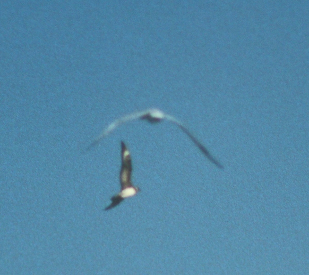 Parasitic Jaeger - ML50106821