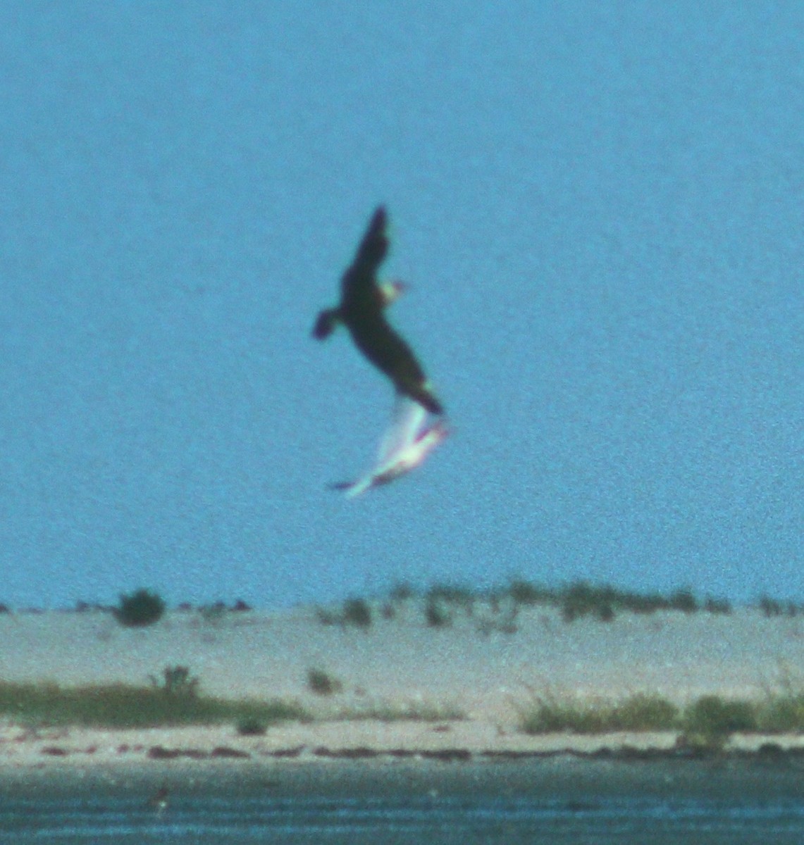 Parasitic Jaeger - ML50106831