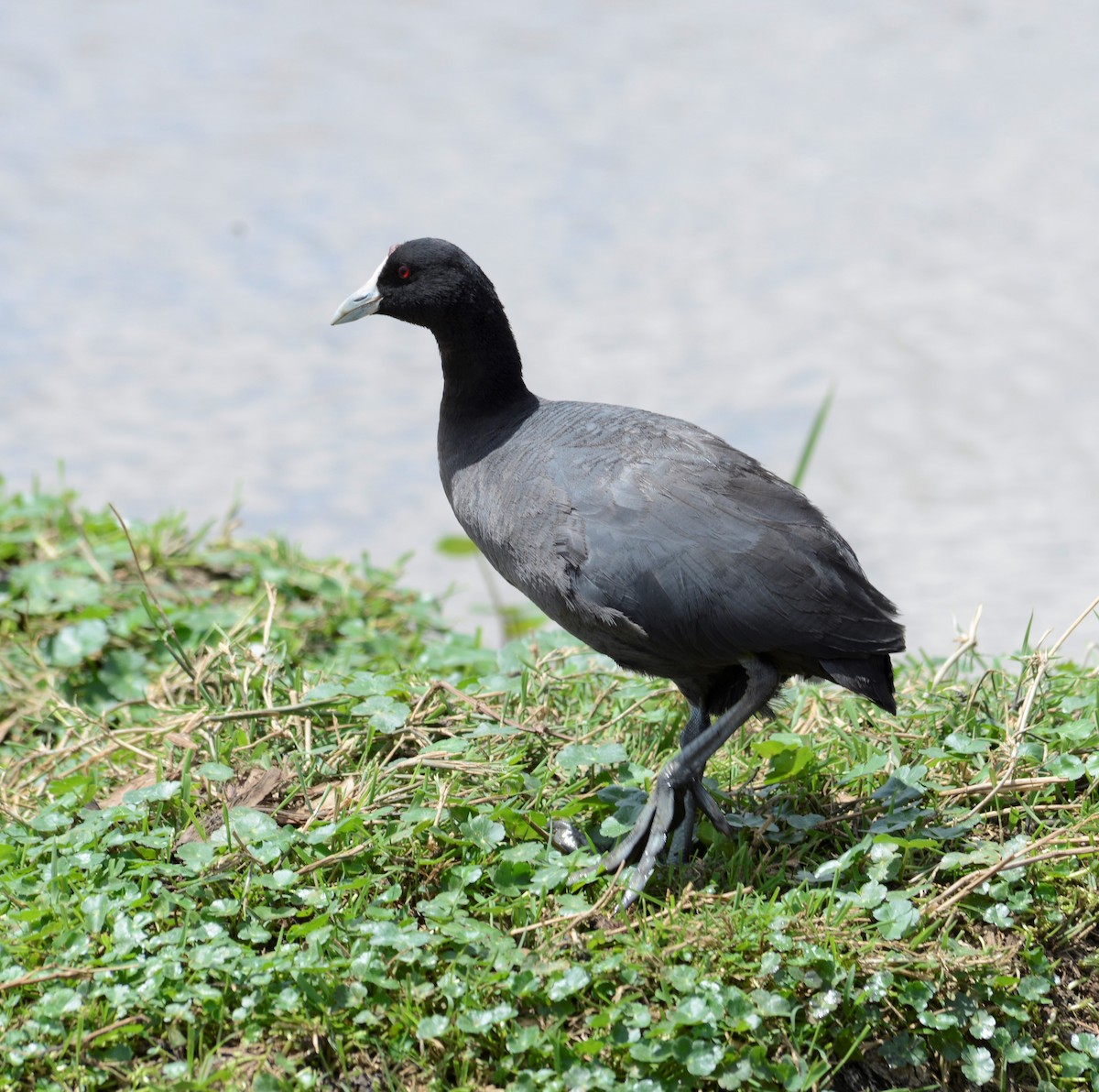 Red-knobbed Coot - ML501068401