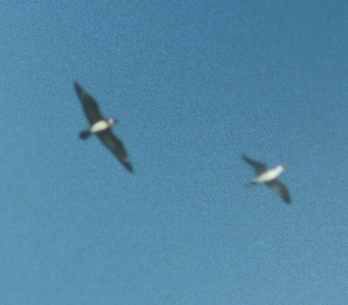 Parasitic Jaeger - ML50106841