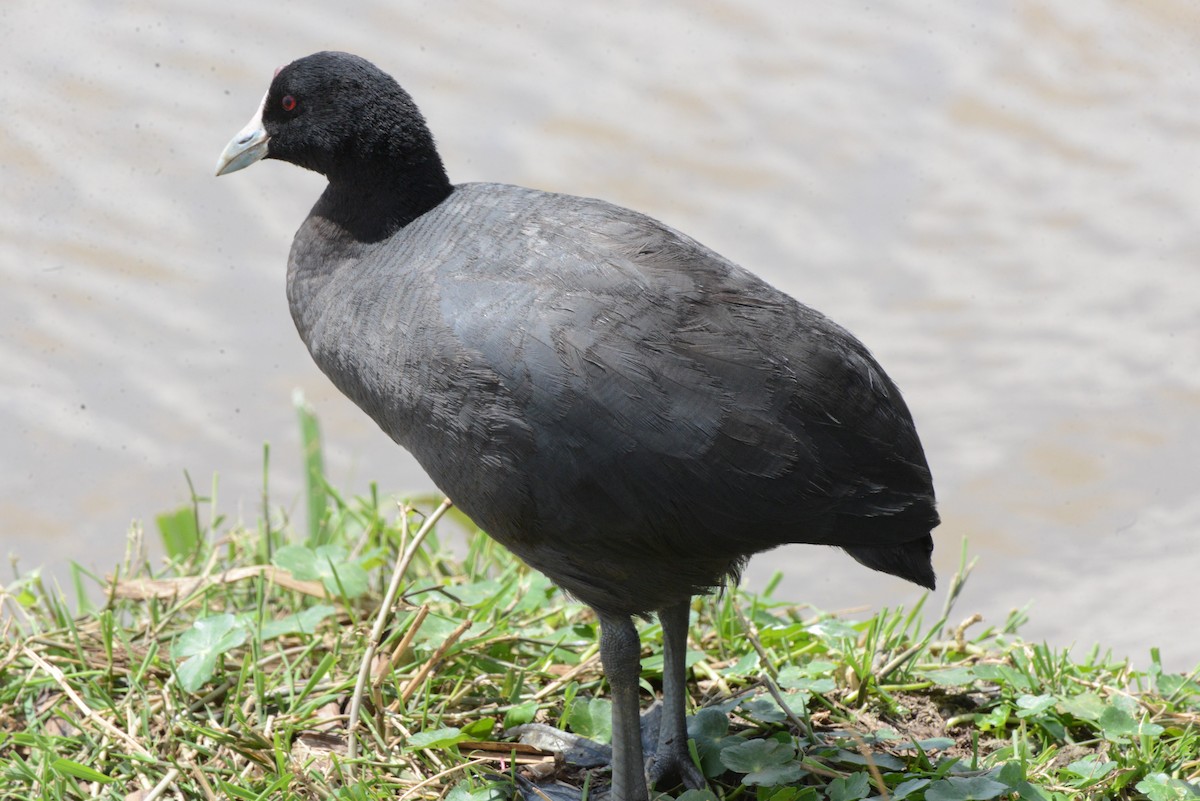 Red-knobbed Coot - ML501068411