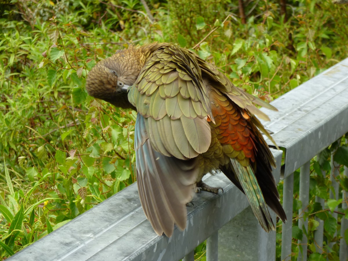 kea - ML501068521