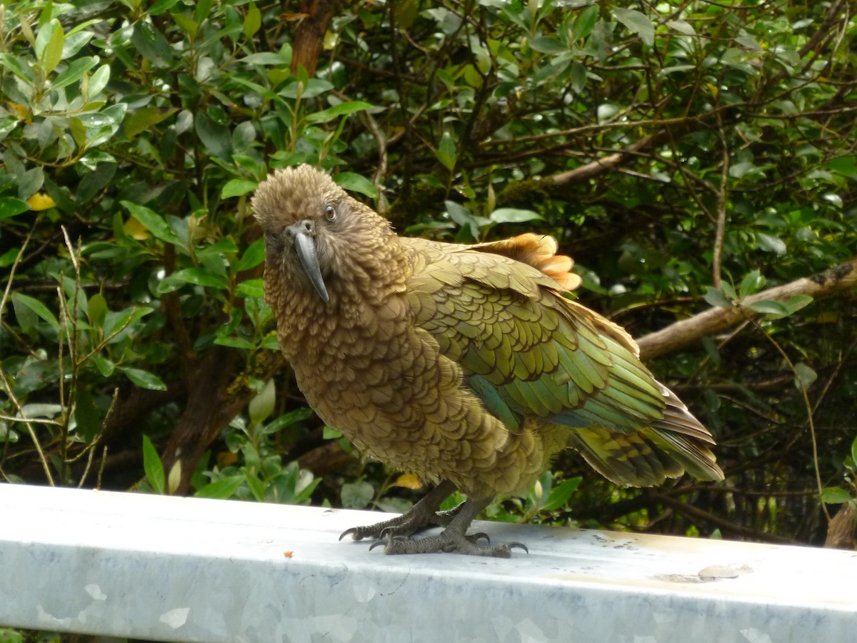 kea - ML501068591