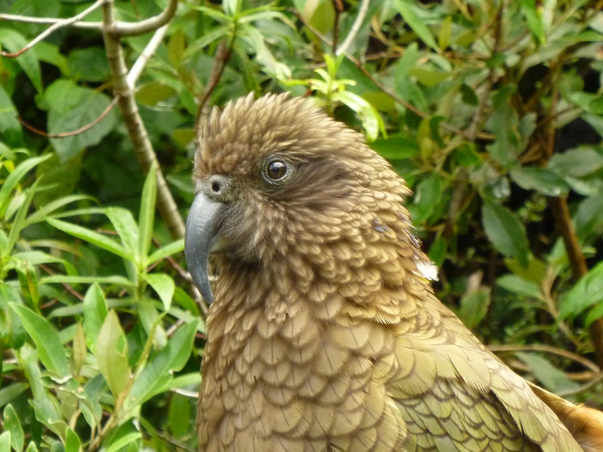 Kea - ML501068711