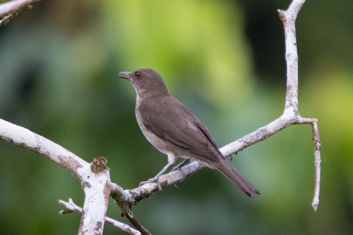 Black-billed Thrush - ML501069691