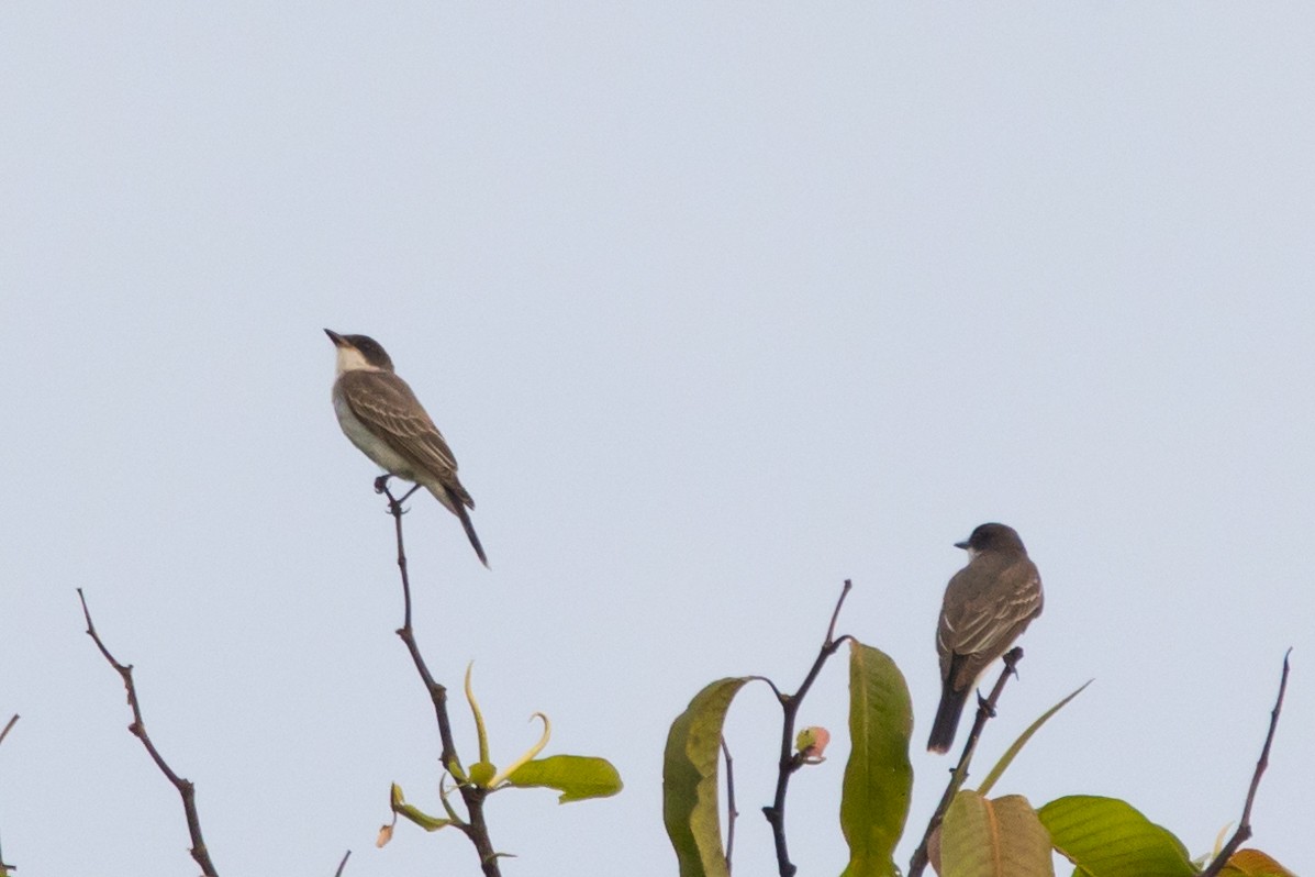 Eastern Kingbird - ML501070461