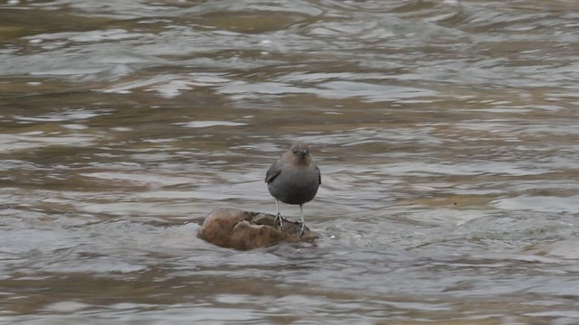 American Dipper - ML501071161