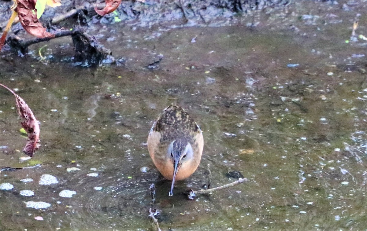 Virginia Rail - ML501071781