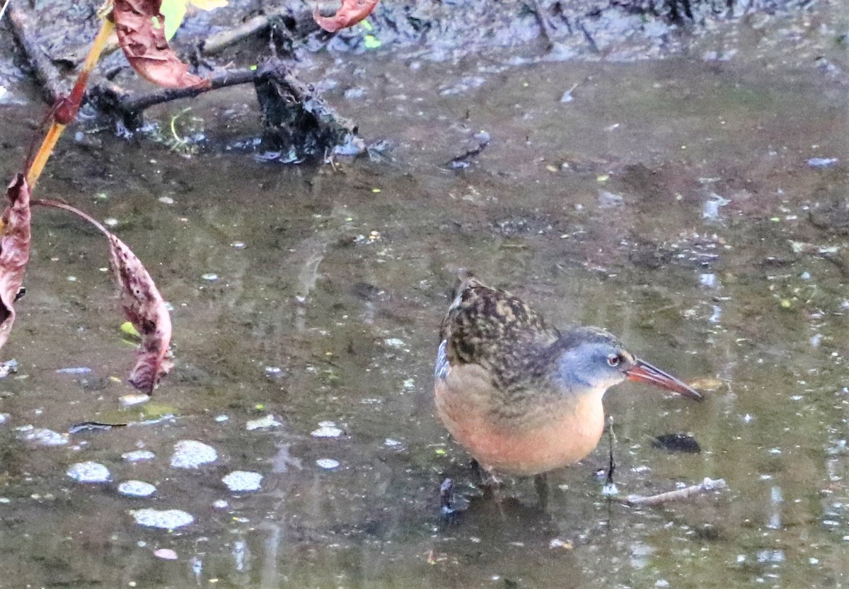 Virginia Rail - Aldo Bertucci