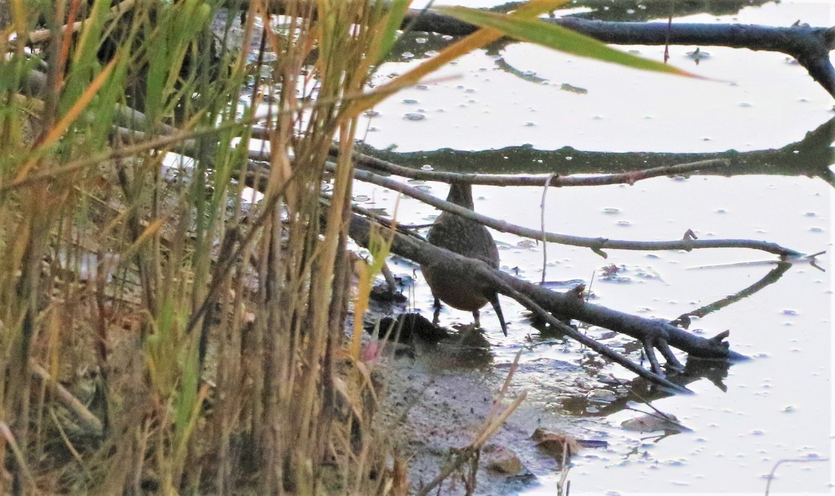 Virginia Rail - ML501071801