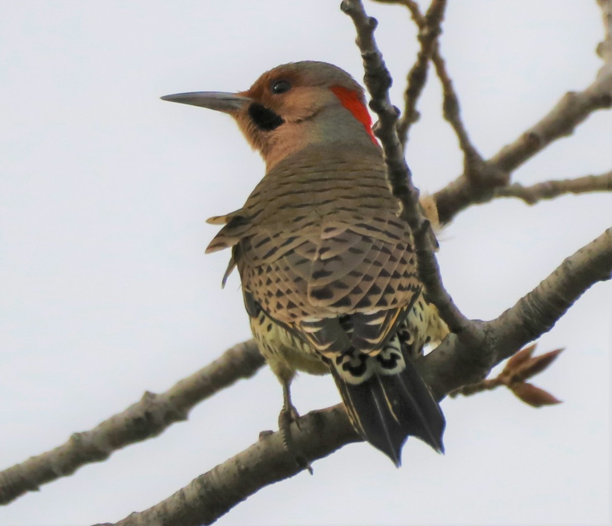 Northern Flicker - ML501072271