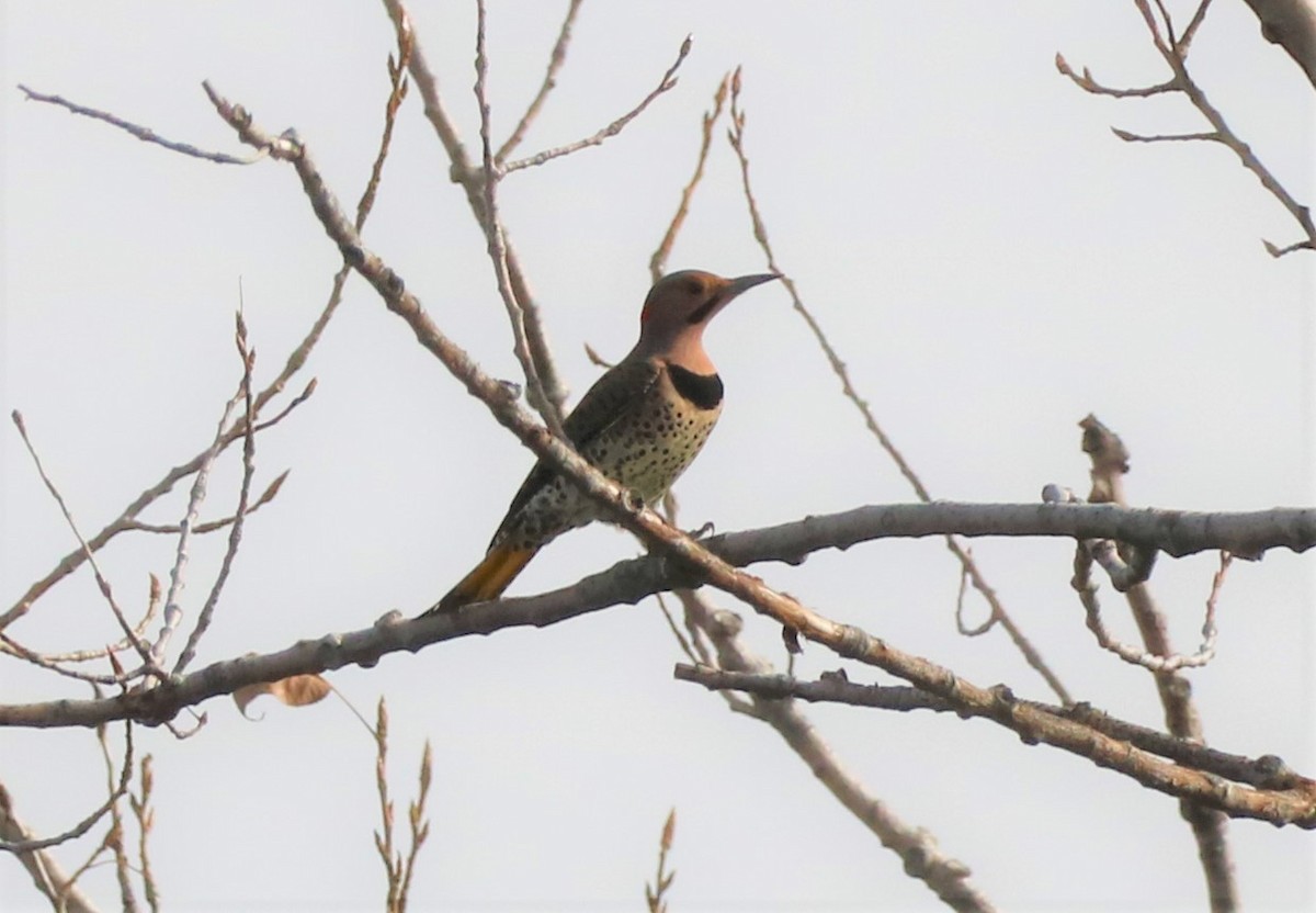 Northern Flicker - ML501072281