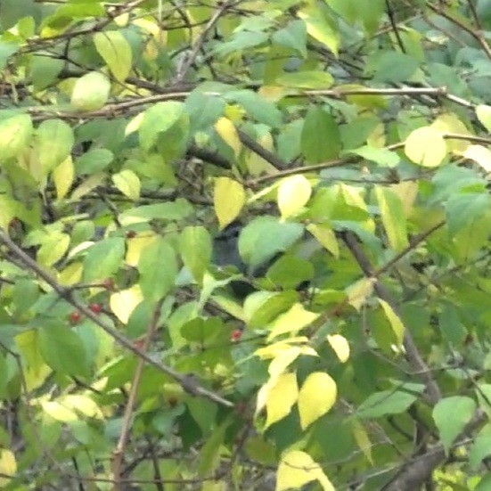 Gray Catbird - ML501072421