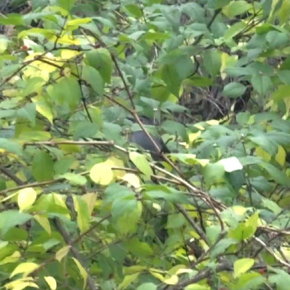 Gray Catbird - Mallary Webb