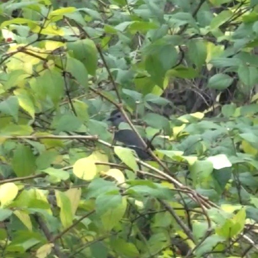 Gray Catbird - Mallary Webb