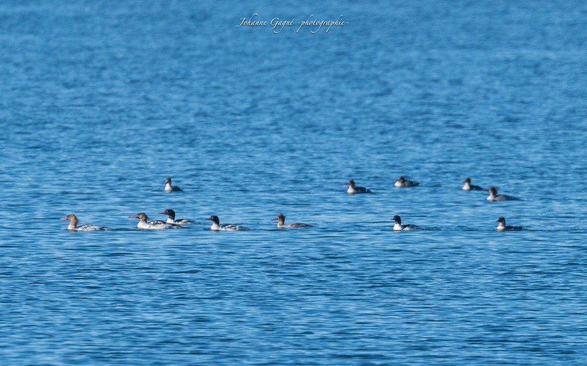 Red-breasted Merganser - ML501072991