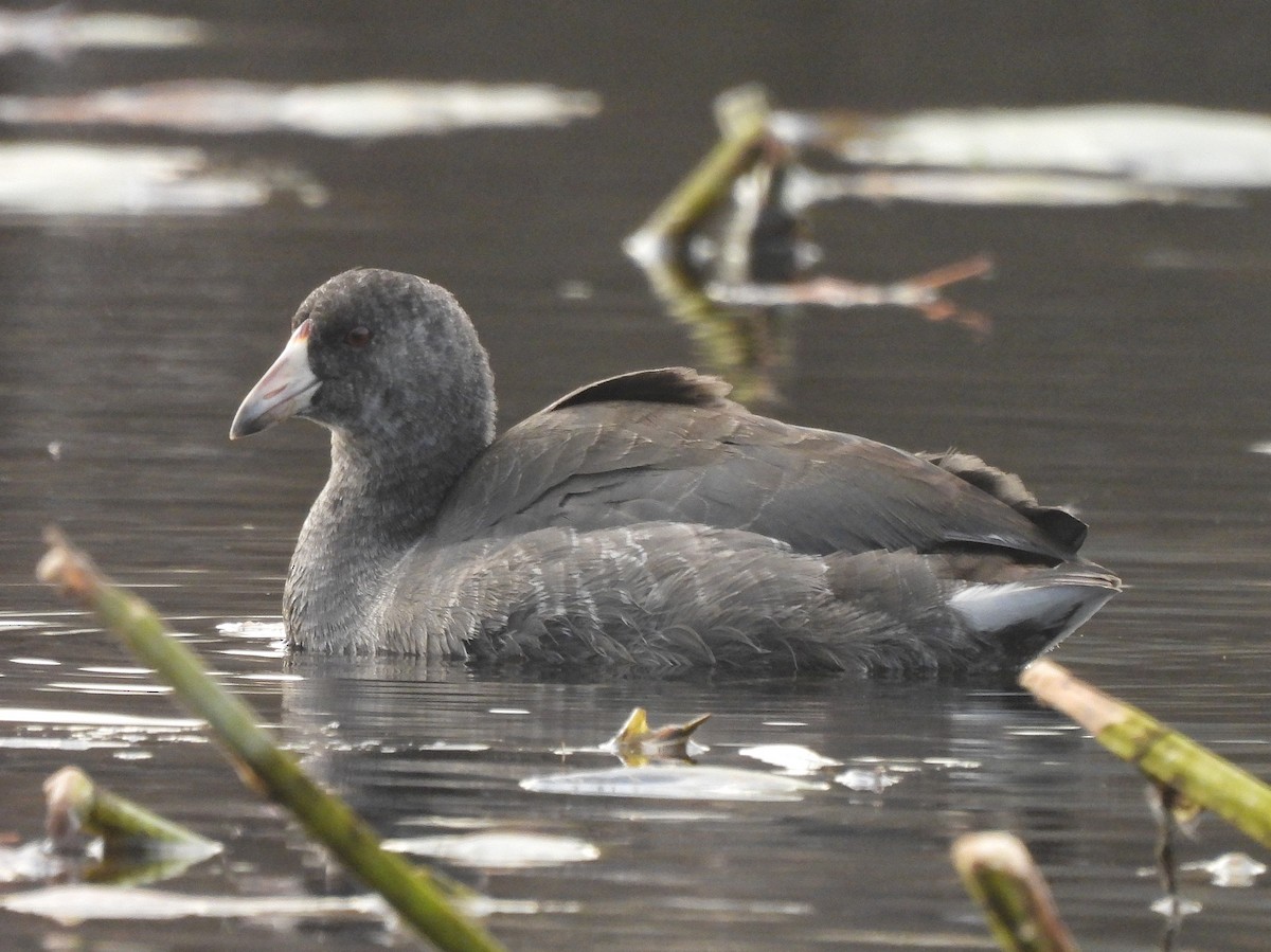 American Coot - ML501073141