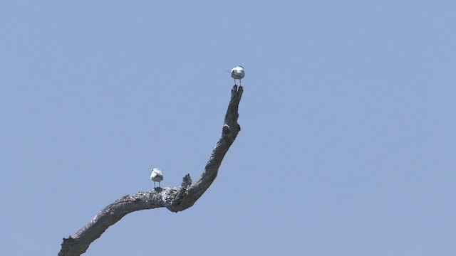 Whiskered Tern - ML501073801