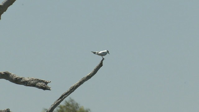 Whiskered Tern - ML501073811