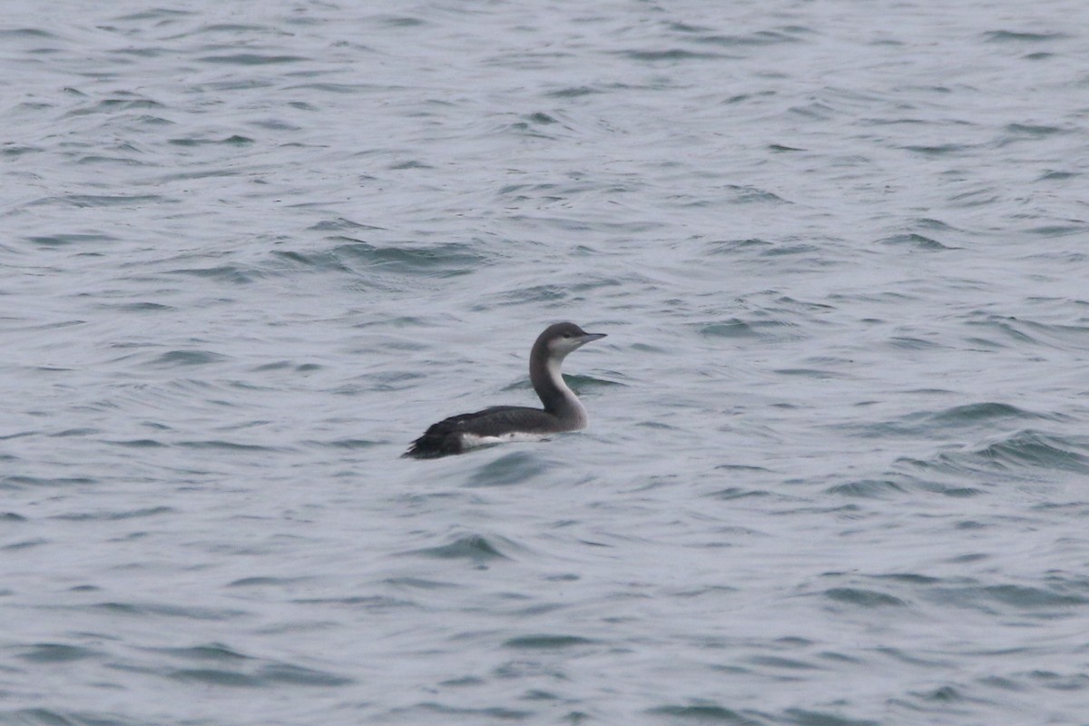 Plongeon arctique - ML501073911