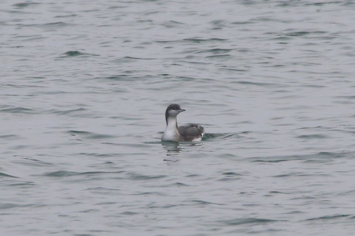 Plongeon arctique - ML501073921