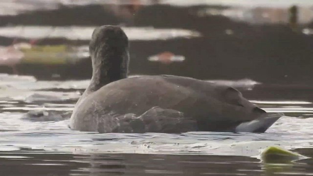 American Coot - ML501073971