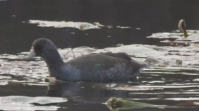 American Coot - ML501074391