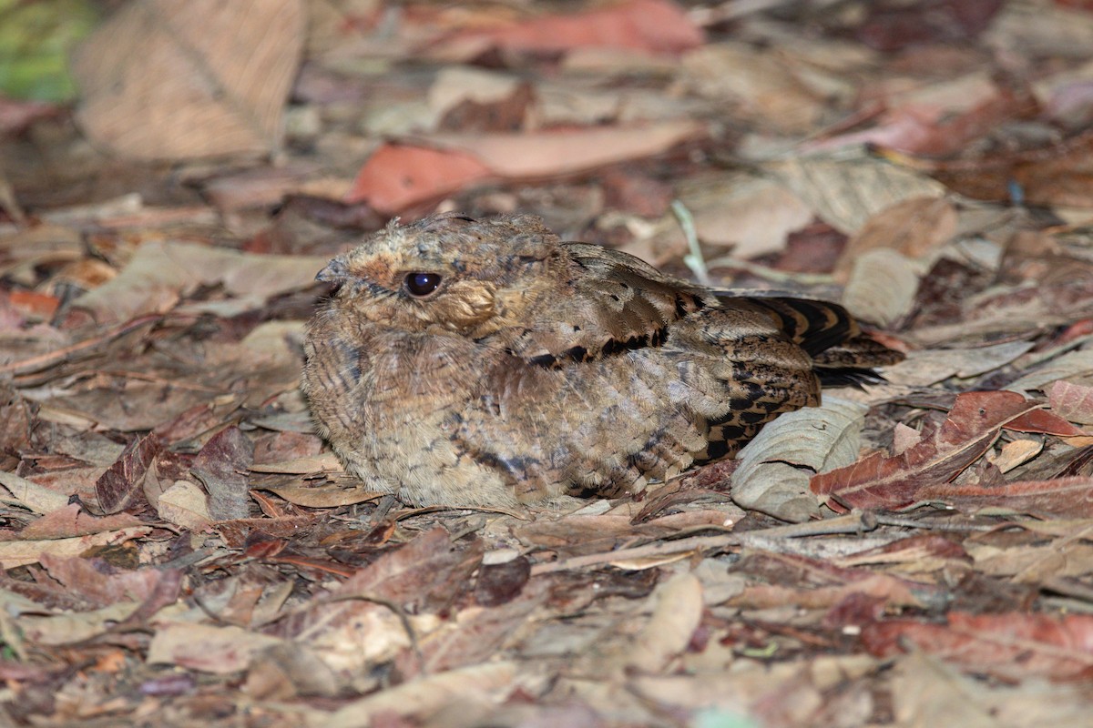 ML501074841 - Common Pauraque - Macaulay Library