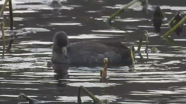 American Coot - ML501074861