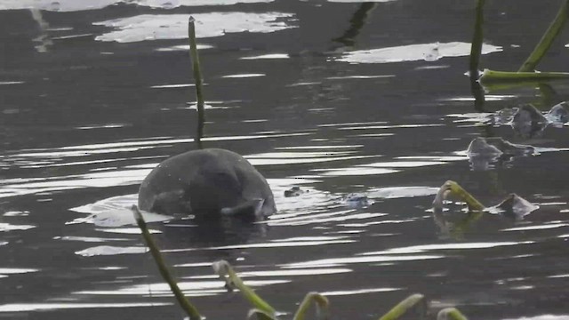 American Coot - ML501075201