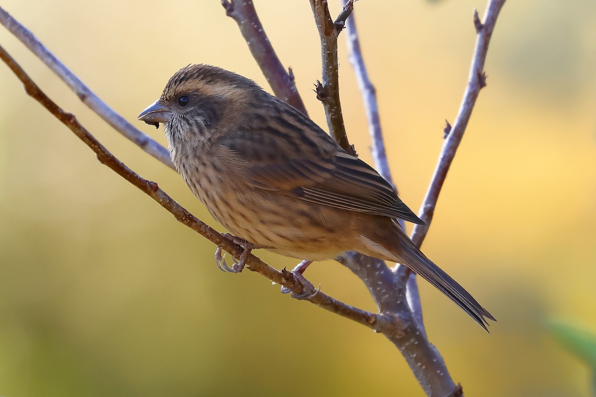 Spot-winged Rosefinch - ML501076051