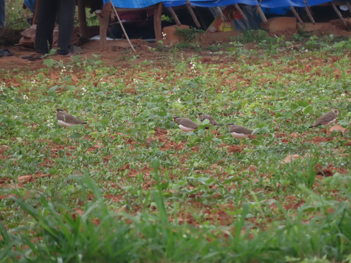 Yellow-wattled Lapwing - ML501076521